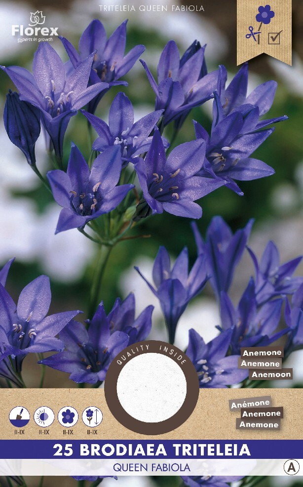 Anemoon Triteleia Queen Fabiola 25st.