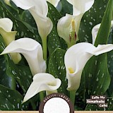 Lelie Calla Zantedeschia Albomaculata 1st.