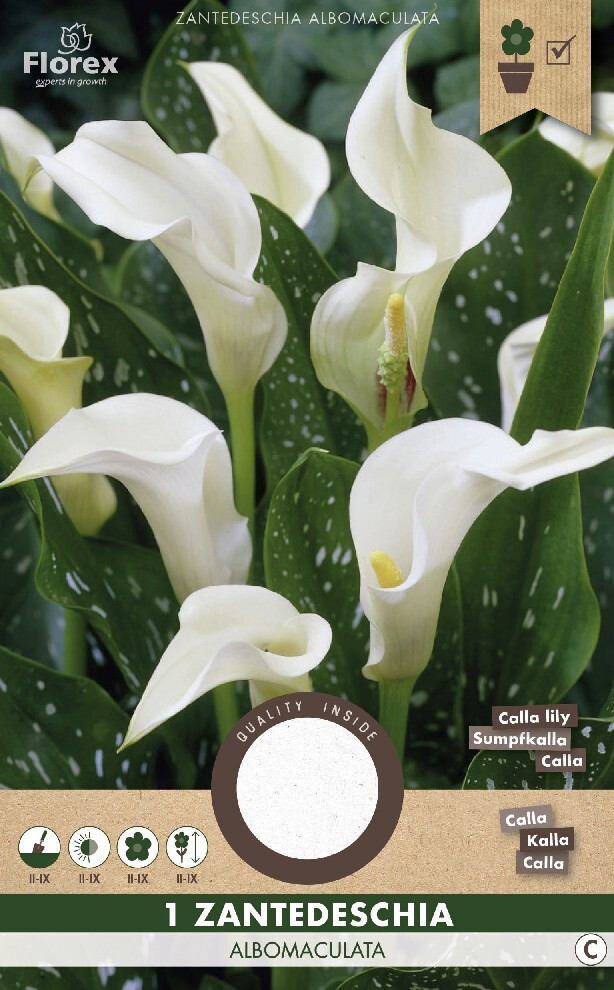 Lelie Calla Zantedeschia Albomaculata 1st.