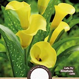 Lelie Calla Zantedeschia Black Magic Geel 1st.