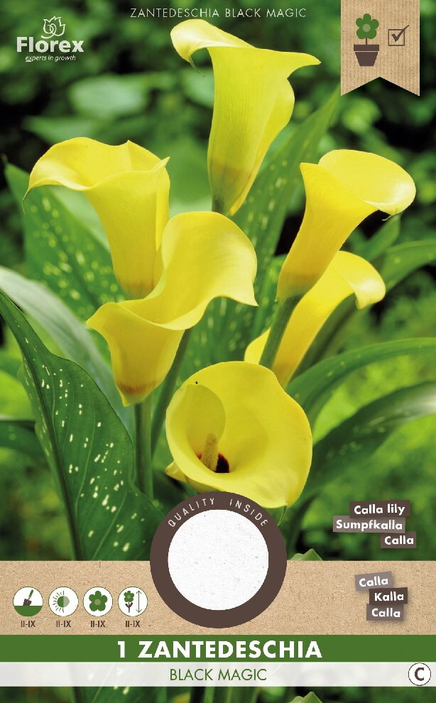 Lelie Calla Zantedeschia Black Magic Geel 1st.