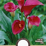 Lelie Calla Zantedeschia Majestic Red 1st.