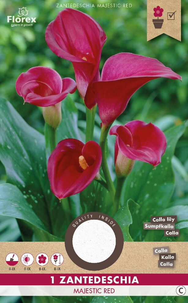 Lelie Calla Zantedeschia Majestic Red 1st.