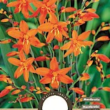 Crocosmia Orange 20st.