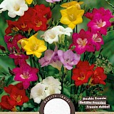 Freesia Enkel Mix 5/6 15st.
