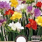 Freesia Dubbel Mix 5/6 15st.