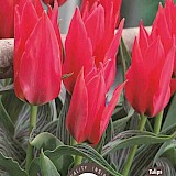 Tulp Greigii Oriental Beauty 11/12 8st.