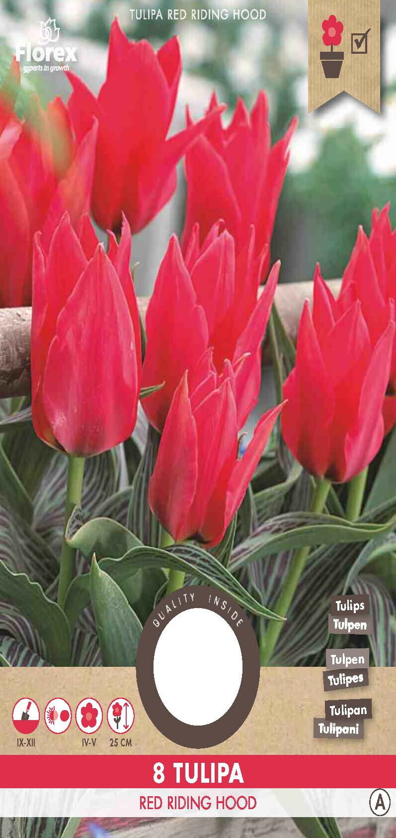 Tulp Greigii Oriental Beauty 11/12 8st.