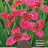 Tigridia Darkpink 20st.