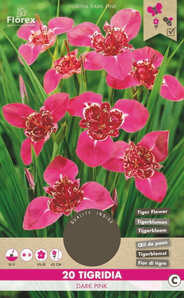 Tigridia Darkpink 20st.