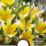 Tulp Tarda Dasystemon 6/7 12st.