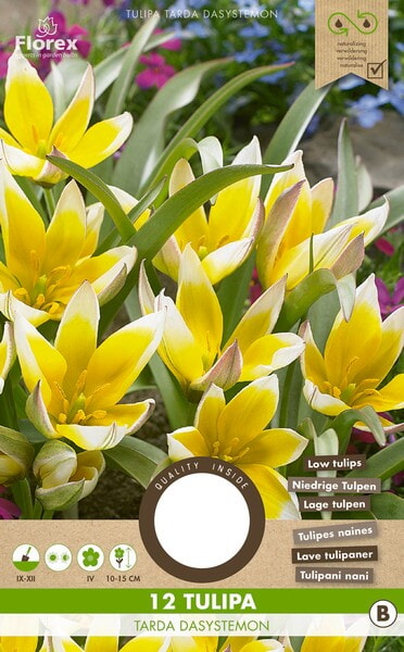Tulp Tarda Dasystemon 6/7 12st.