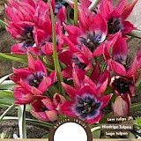 Tulp Pulchella Little Beauty 6/7 10st.