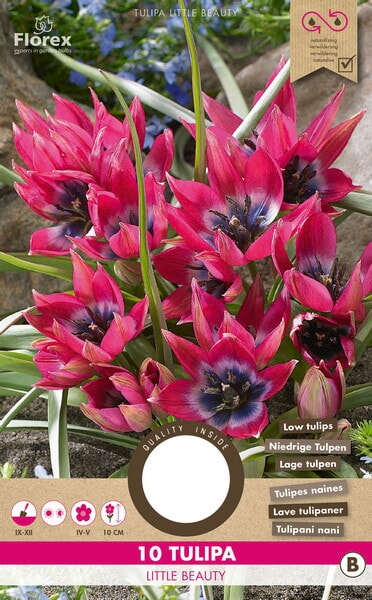 Tulp Pulchella Little Beauty 6/7 10st.