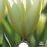 Tulp Fosteriana Purissima 11/12 8st.