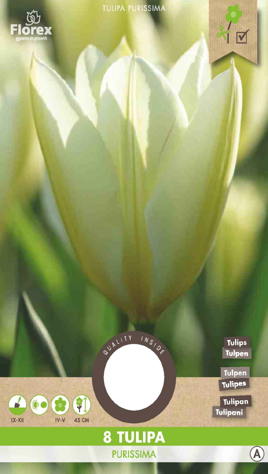 Tulp Fosteriana Purissima 11/12 8st.