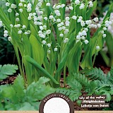Lelie van Dalen Convallaria majalis 5st.