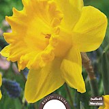 Narcis Grootkronig Dutch Master 12/14 5st.