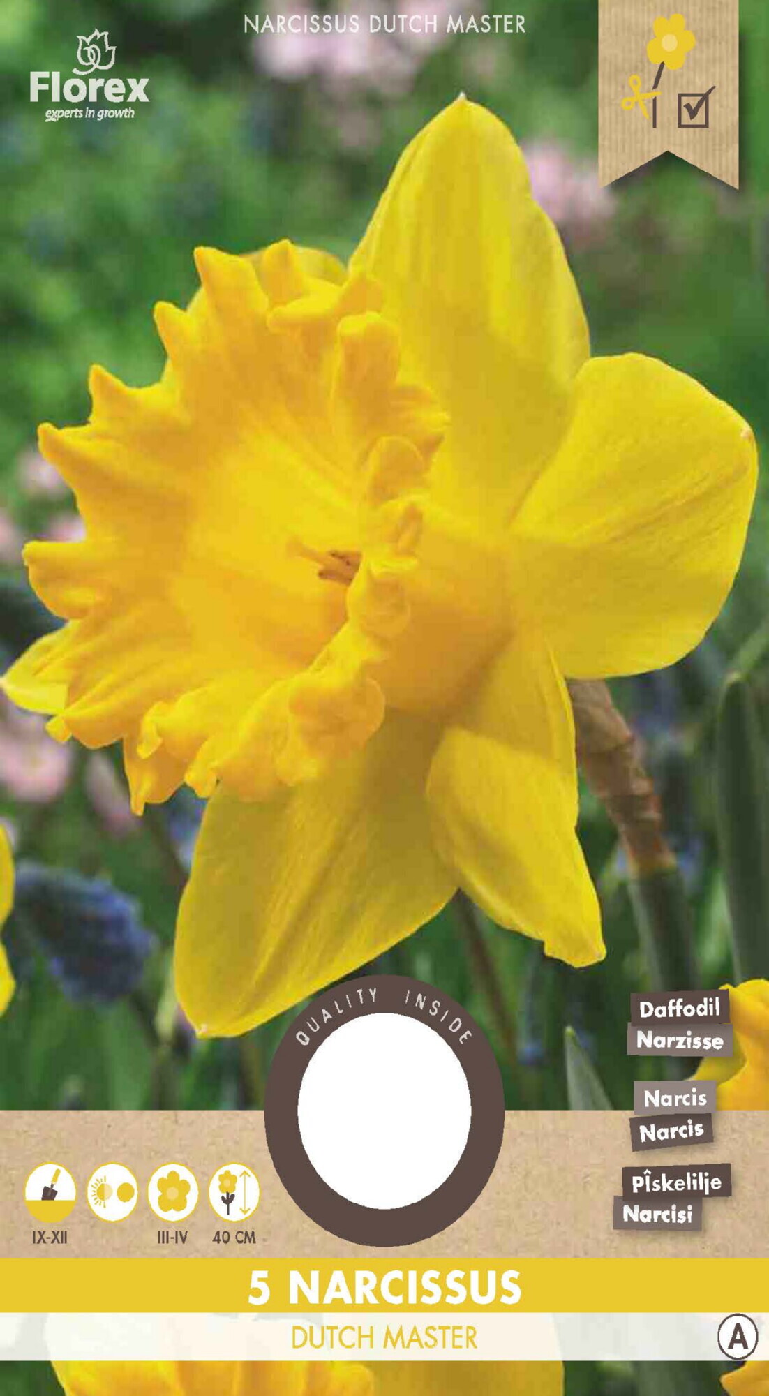 Narcis Grootkronig Dutch Master 12/14 5st.
