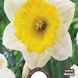 Narcis Grootkronig Ice Follies 12/14 5st.