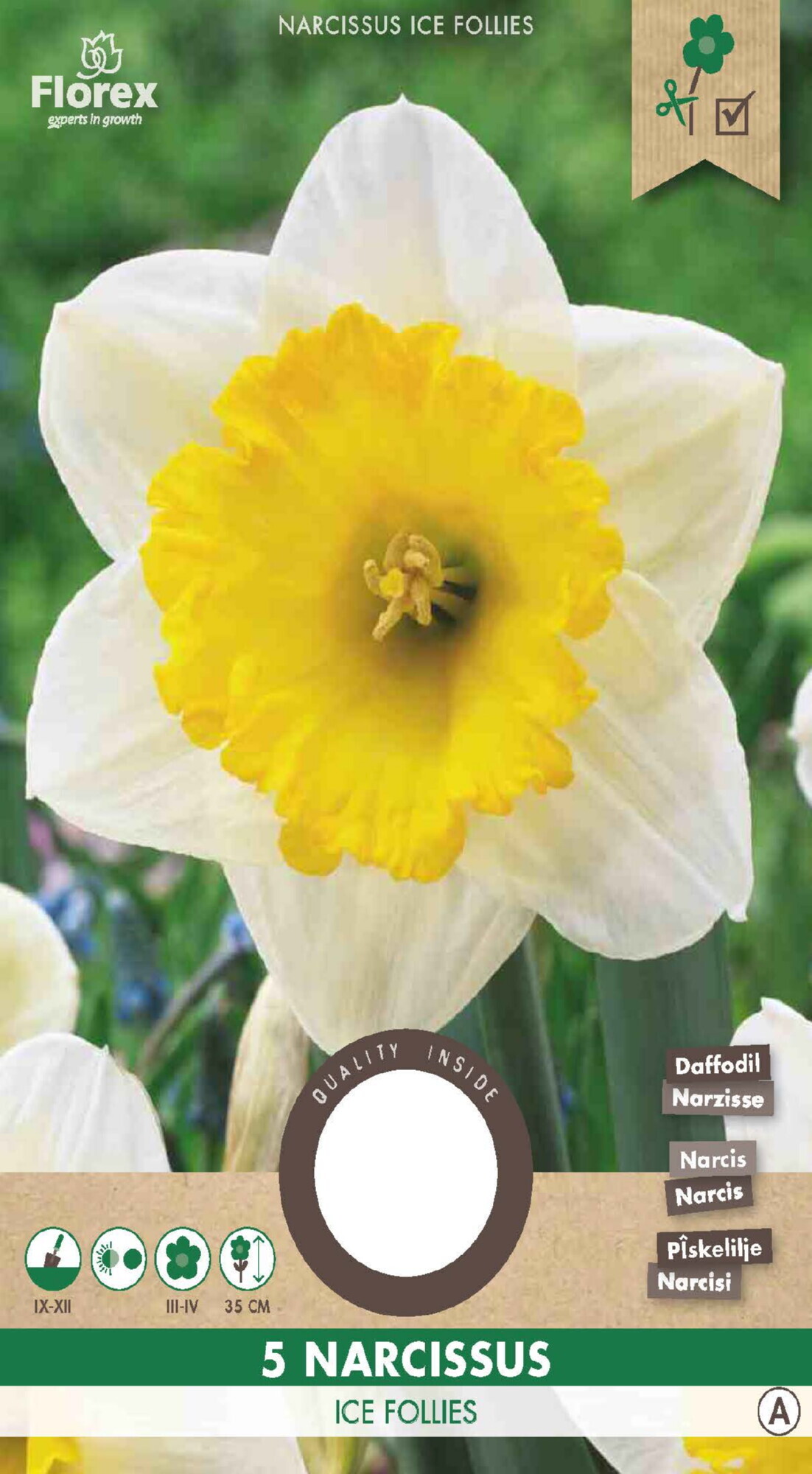 Narcis Grootkronig Ice Follies 12/14 5st.