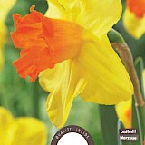 Narcis Grootkronig Fortune 12/14 5st.