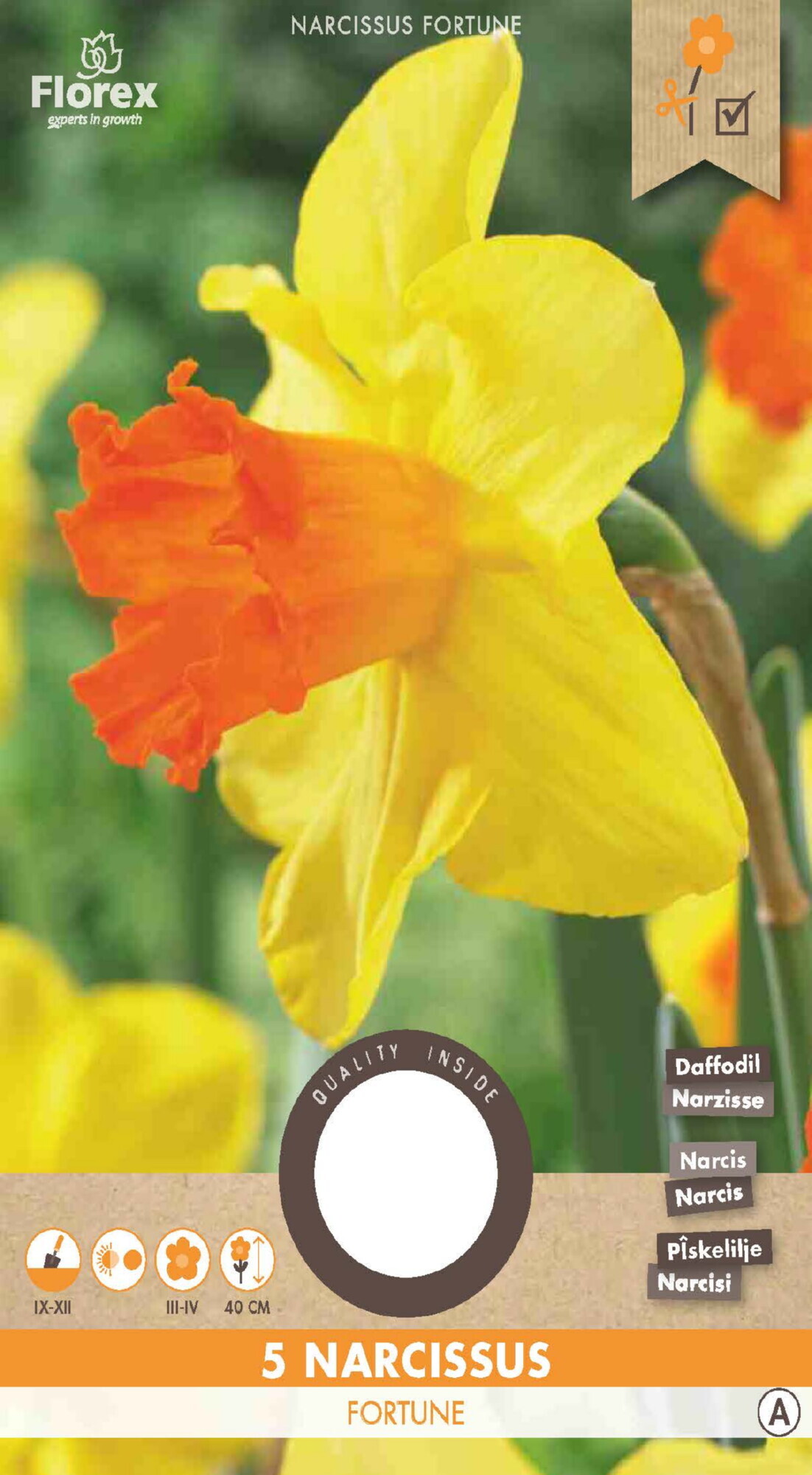 Narcis Grootkronig Fortune 12/14 5st.