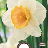 Narcis Grootkronig Salome 12/14 5st.
