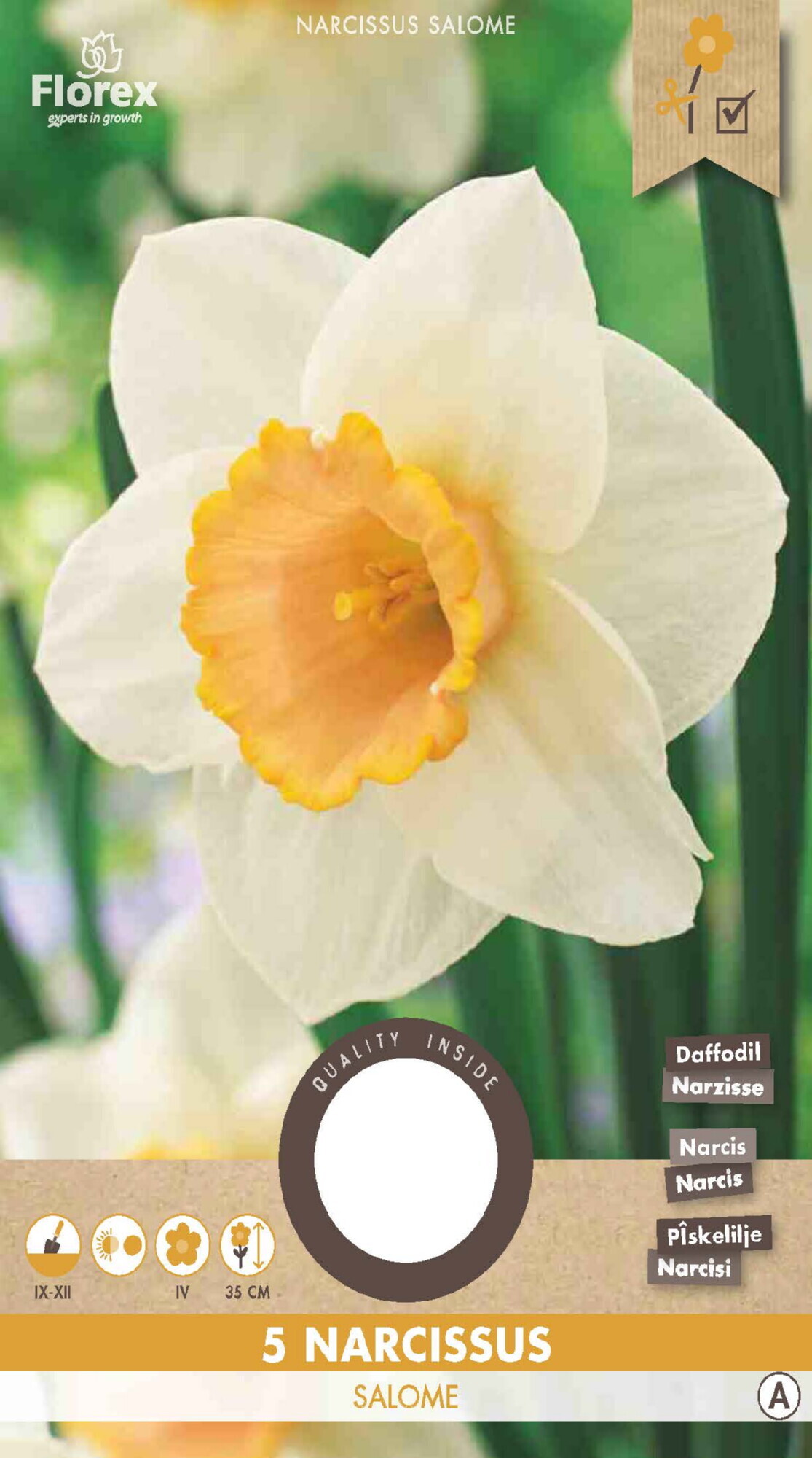 Narcis Grootkronig Salome 12/14 5st.