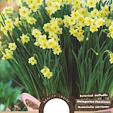 Narcis Botanisch Minnow 10/11 8st.