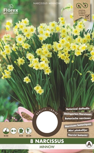 Narcis Botanisch Minnow 10/11 8st.