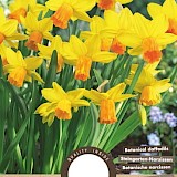Narcis Botanisch Jetfire 10/11 8st.