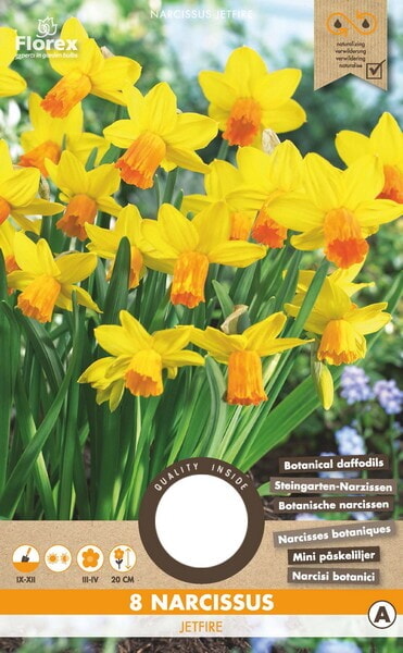 Narcis Botanisch Jetfire 10/11 8st.