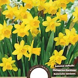 Narcis Botanisch Tete a Tete 10/11 8st.