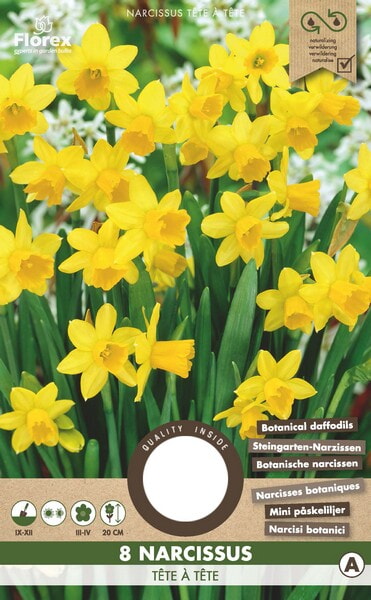 Narcis Botanisch Tete a Tete 10/11 8st.