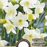 Narcis Botanisch Pueblo 10/11 5st.