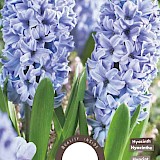 Hyacinth Delft Blue 15/16 5st.