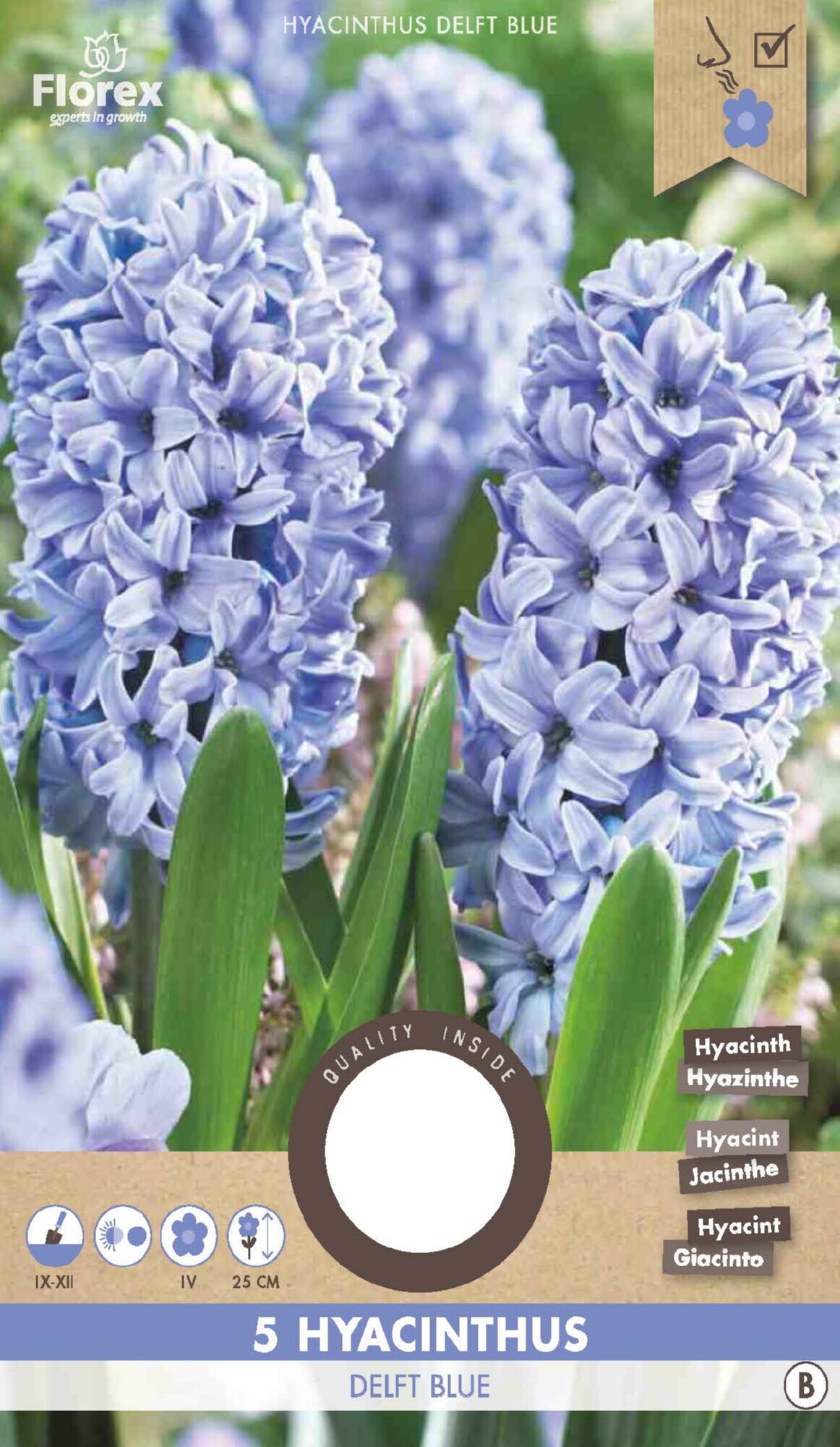 Hyacinth Delft Blue 15/16 5st.