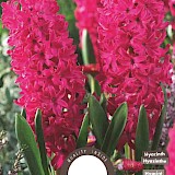 Hyacinth Jan Bos 15/16 5st.