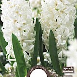 Hyacinth Aiolos White 15/16 5st.