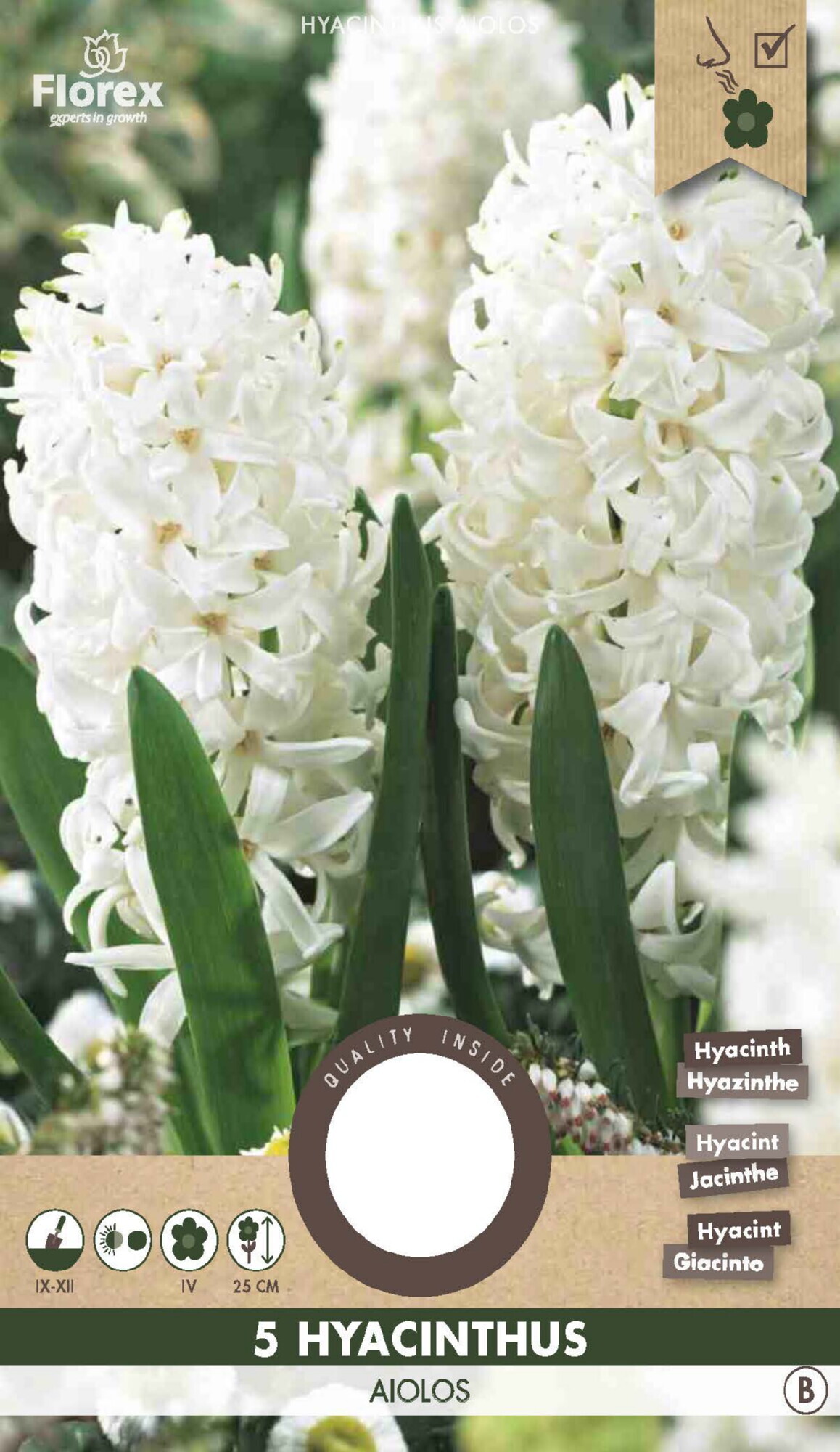 Hyacinth Aiolos White 15/16 5st.