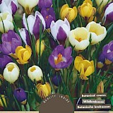 Crocus Botanisch Gemengd 5/7 20st.