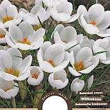 Crocus Botanisch Ard Schenk 5/7 20st.