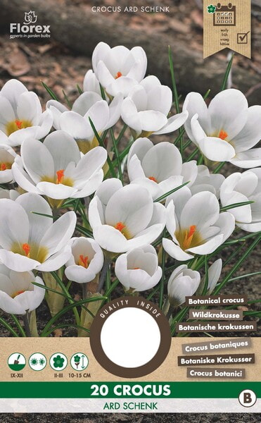 Crocus Botanisch Ard Schenk 5/7 20st.