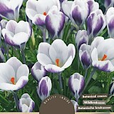 Crocus Botanisch Prins Claus 5/7 20st.