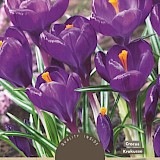 Crocus Flower Record 8/9 10st.