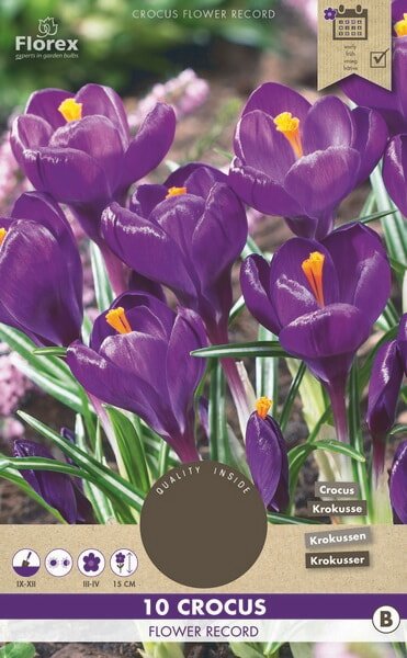 Crocus Flower Record 8/9 10st.