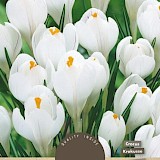 Crocus Jeanne D'Arc 8/9 10st.