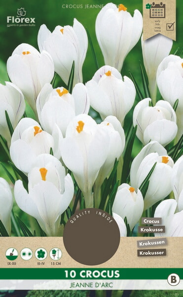 Crocus Jeanne D'Arc 8/9 10st.