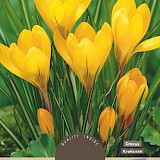 Crocus Yellow Mammoth 8/9 10st.